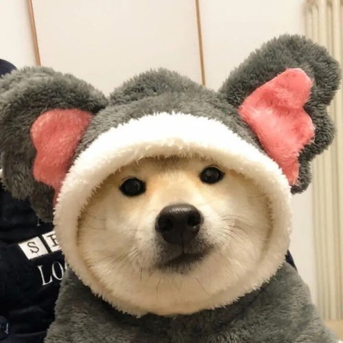 表情包我不允许你的收藏中没有它们表情包