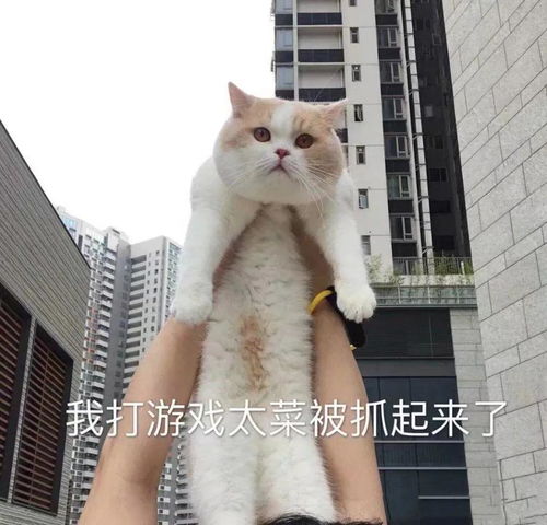 可爱沙雕表情包精神小伙,不请自来