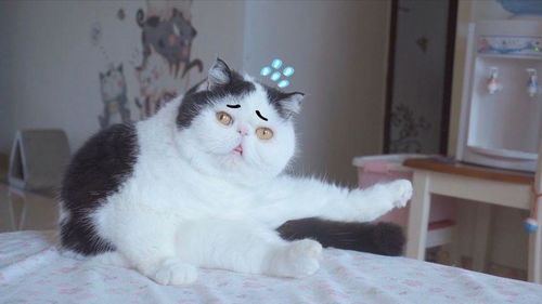 拍到了猫咪的后悔脸小表情太好笑了,闹起情绪像个人一样