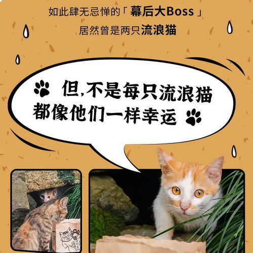 全国流浪猫,太二请你们吃鱼了