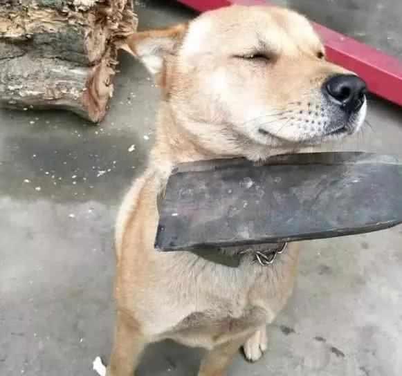 狗狗做错事死不承认,主人居然用武力威胁它,狗狗的表情亮了