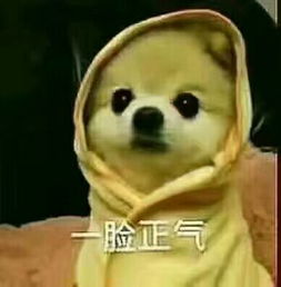 这是什么狗