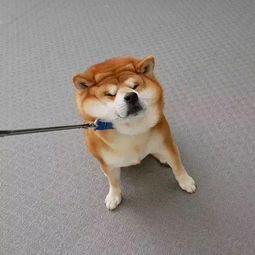 日本一柴犬因笑容治愈走红网络网友太甜了,羡慕主人