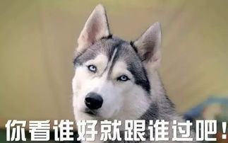 收好了狗年表情包大全有了这些,过年斗图不再怕