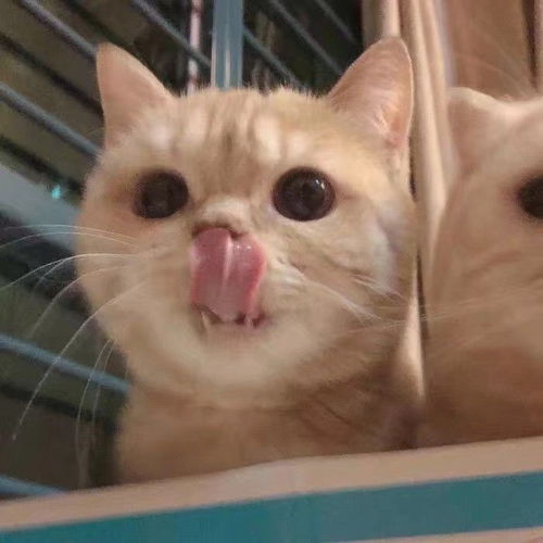 沙雕搞怪可爱猫咪情侣头像
