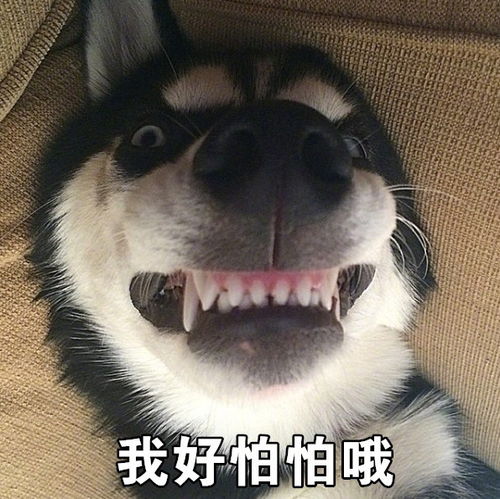 搞笑表情包哈士奇永远在我心里是表情包人选第一名