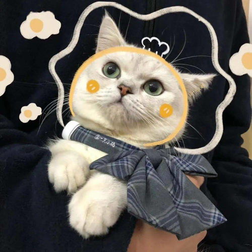 每日头像