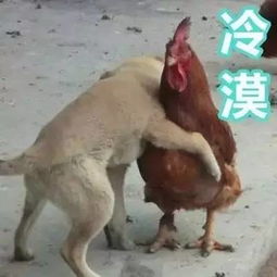 鸡年要用对的表情包,重庆言子版鸡年表情包爆笑来袭