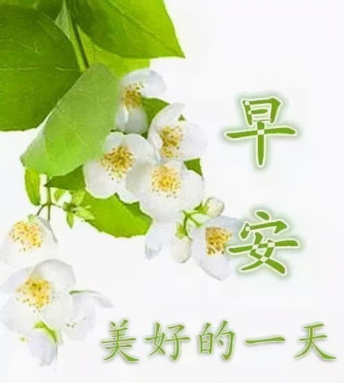 予友人诚心,给己真心,生活便可安心早安美好的一天好心情天堂禅心网易订阅