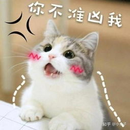 有哪些春节的猫猫表情包图片头像