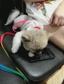 狗狗困意来袭趴手机上酣睡,一个电话过来,狗狗表情让女子笑喷了