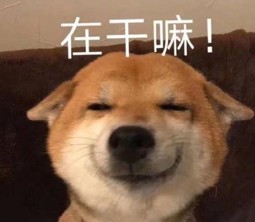 话少图又多,表情包人家是正经的小猫咪