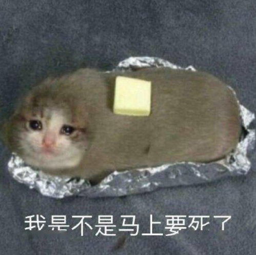 夫妻聊天记录曝光男人到底多怕死哈哈哈哈哈哈哈哈哈哈哈
