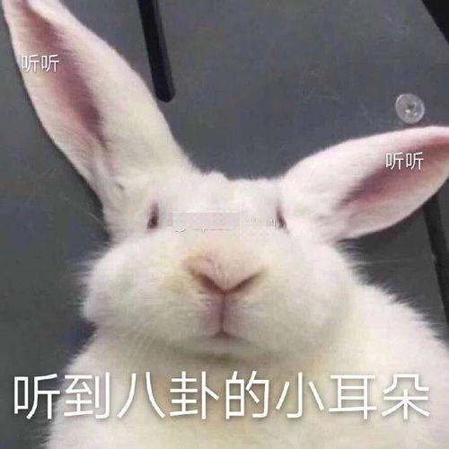 搞笑可爱表情包小肥