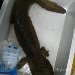吉祥山庄餐厅的口味娃娃鱼好不好吃用户评价口味怎么样深圳美食口味娃娃鱼实拍图片大众点评