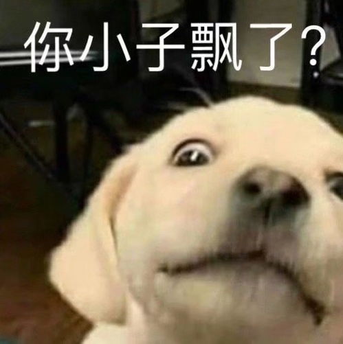 今日份的狗狗表情包
