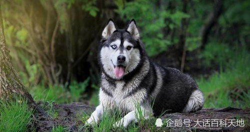 都知道哈士奇有着,拆家和犯二的本事,为什么还那么多人喜欢