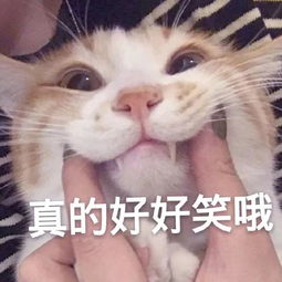 斗图表情包不斗图不快乐