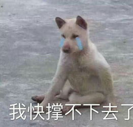 有哪些非常搞笑的动物表情包