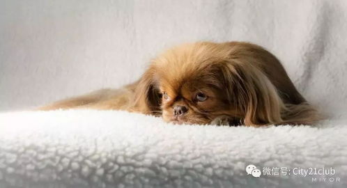 吉犬拜年戊戌狗年,我们撒出一篇最中国的狗粮