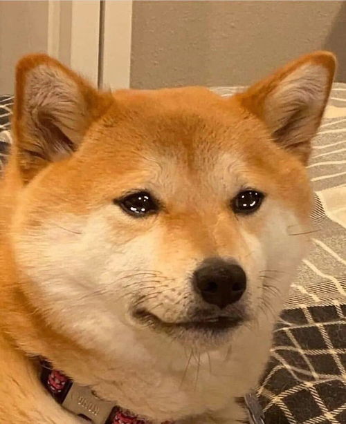 柴犬果然是表情包界的扛把子,有照片为证