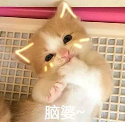 有哪些可爱的表情包