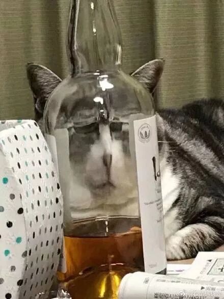搞笑猫咪表情包前方高能,一大波沙雕猫正在接近
