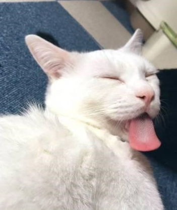 主人拍下猫咪好笑的表情,没想到被旁边的猫瞪了一眼,惹不起啊