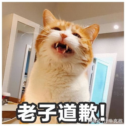 养了一只猫后,大多数人都有这些改变,别不信