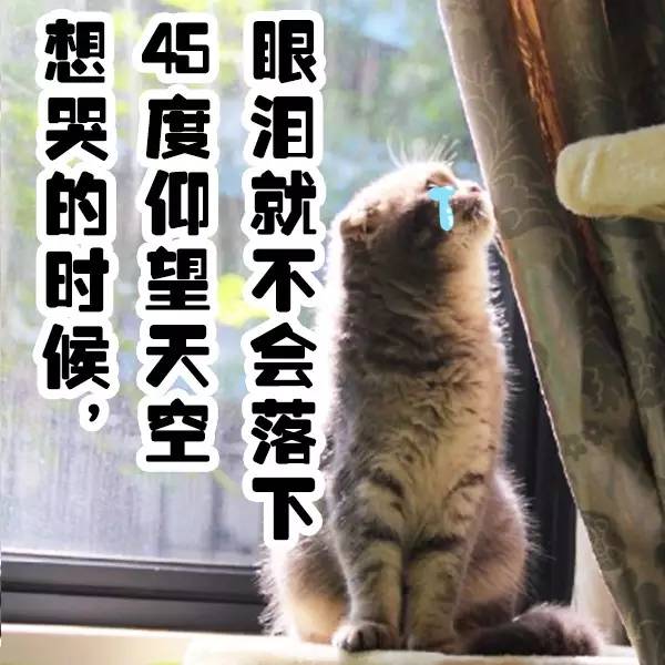 狗比狗,气死主人