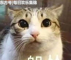 搞笑gif动图这是哪个地方的婚礼习俗,也太彪悍了吧