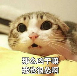萌贱猫咪带文字表情包,聊天必备,走起