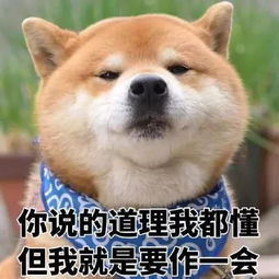 世界上表情最丰富的柴犬这次二哈输了