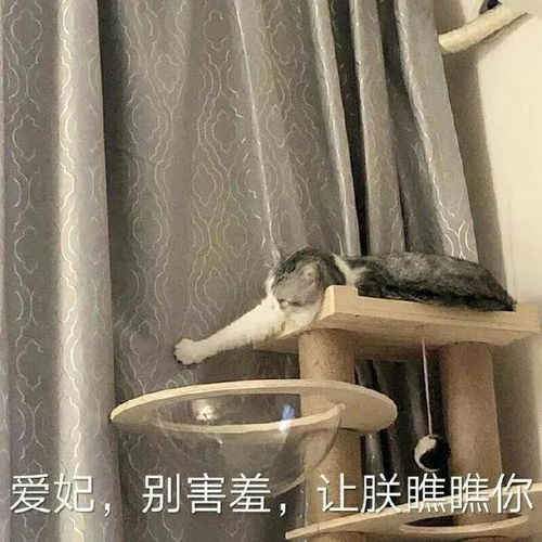 表情包,我很高贵你没有机会