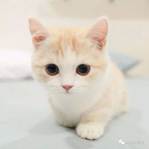 萌宠猫咪,可爱图片大全