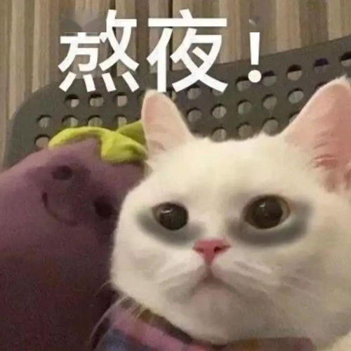 刚睡醒,什么事丨第299期猫咪表情包