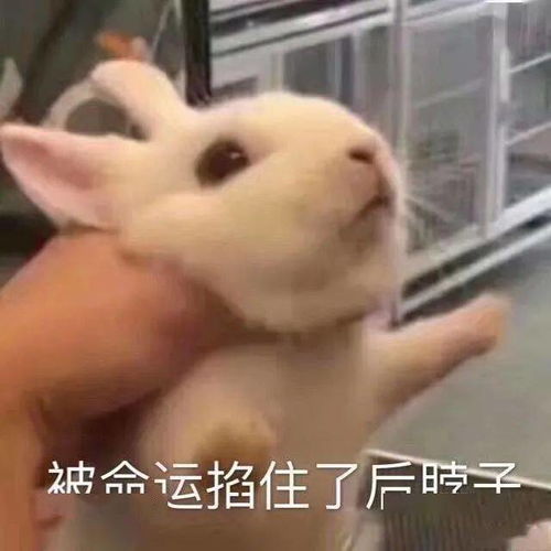 你的驾照到手了吗