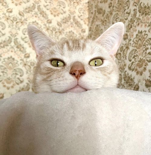 吸猫大会美国短毛猫先生
