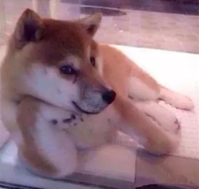 如果你被打,你家狗狗会