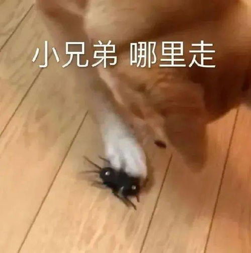 搞笑表情包给你惊喜