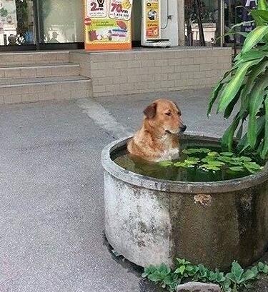 搞笑gif大哥,你别费那劲了,这条小鱼没炒的必要