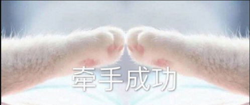 情侣猫爪套路游戏表情包,点赞不到一分钟,他给我发消息了