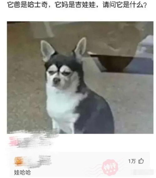 如何一句话激怒食堂大妈评论区都是人才啊
