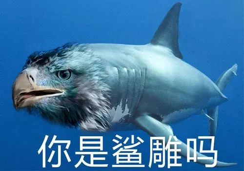 神奇的动物大概就在聊天记录的表情包里吧搜狐搞笑搜狐网