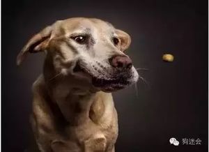 狗狗生理知识大全,普及版