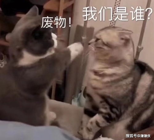 搞笑表情包图片偷听情话,你为什么不泡我,笑死我了