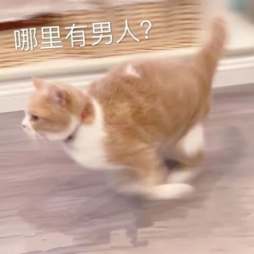 今日份沙雕表情包