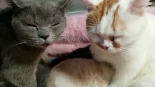 猫咪竟然也会半夜起来喂孩子,这表情真是太搞笑了,应该叫困成猫