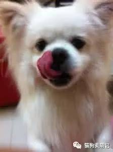 狗狗真的饿的表情图对照一下你家的