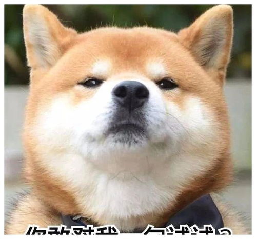 狗狗搞笑表情包来了不打算让自己可爱点吗教你转成微信表情包